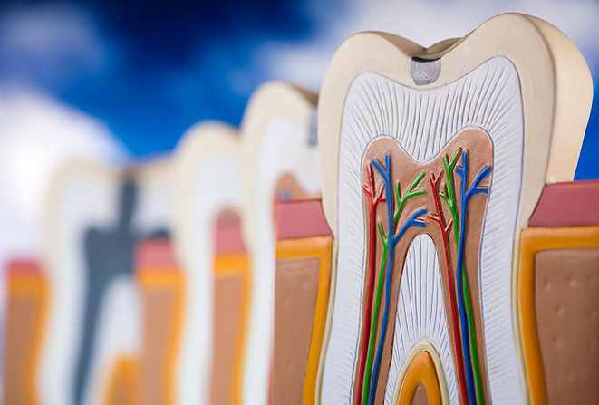 Анатомия зуба: дентин
