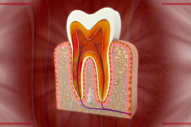 Новое открытие ученых увеличило значение ткани пульпы зуба